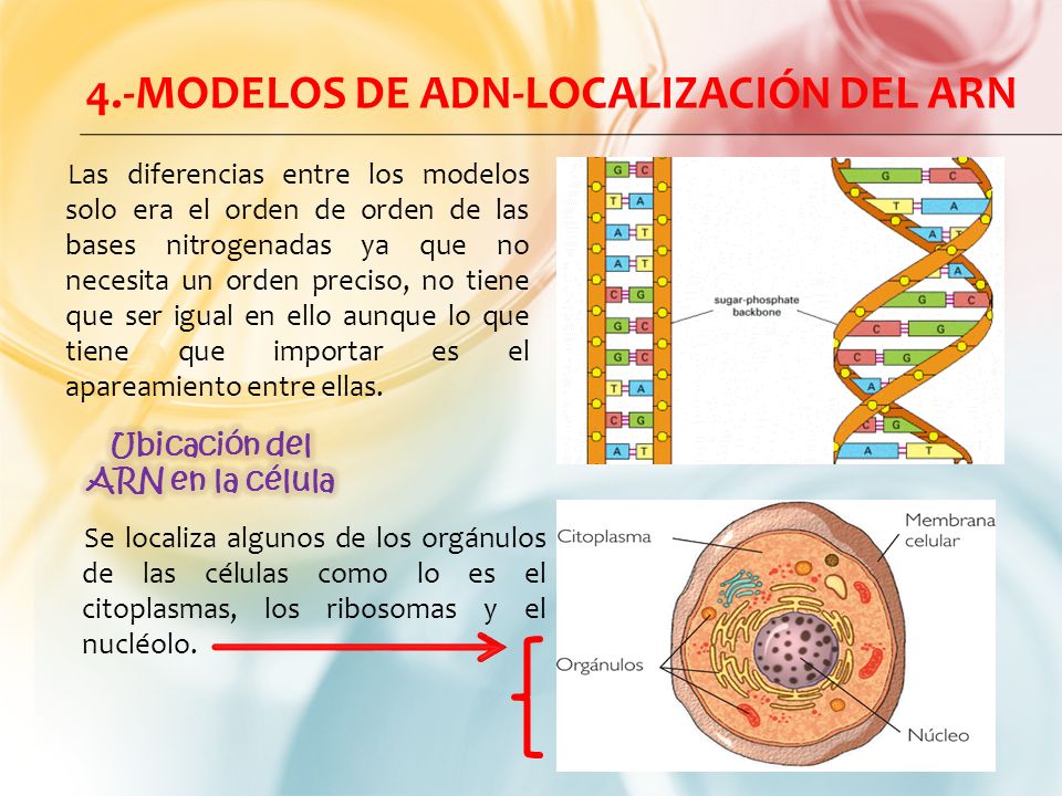 ubicacion en la celula adn